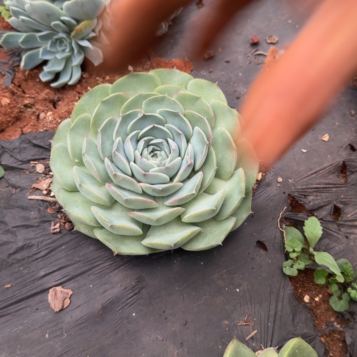 地挖小单头多肉植物4-54