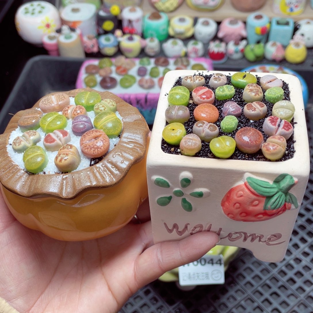 w6046 带盆土发货 -零下地区拍保温箱