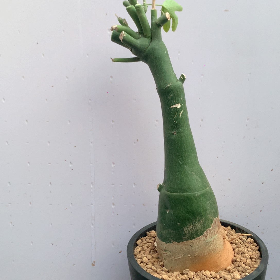 实生毒腺蔓多肉脱土