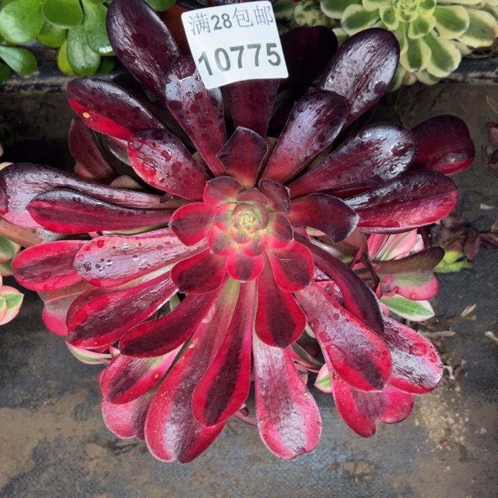 10775阴阳多肉植物