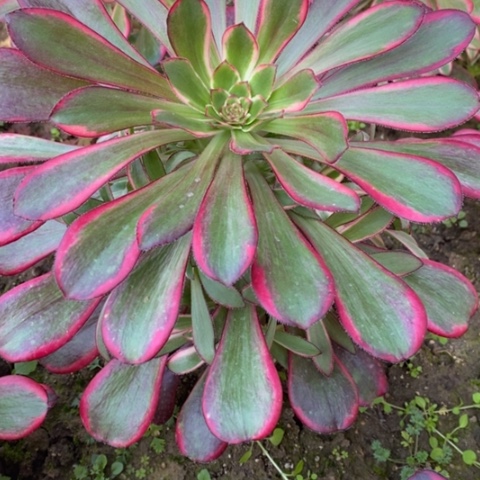 486丽娜满25包邮多肉