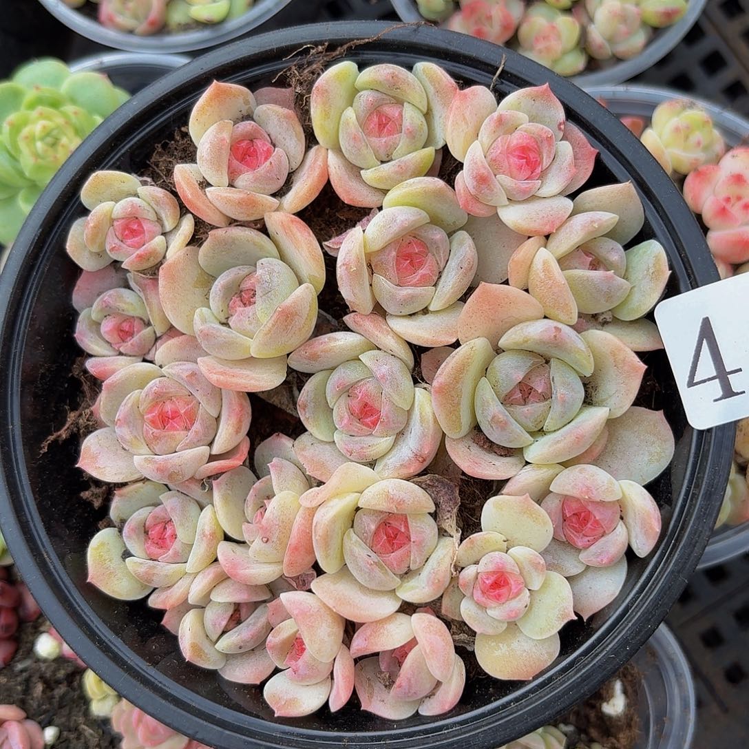 多肉植物多肉植物48