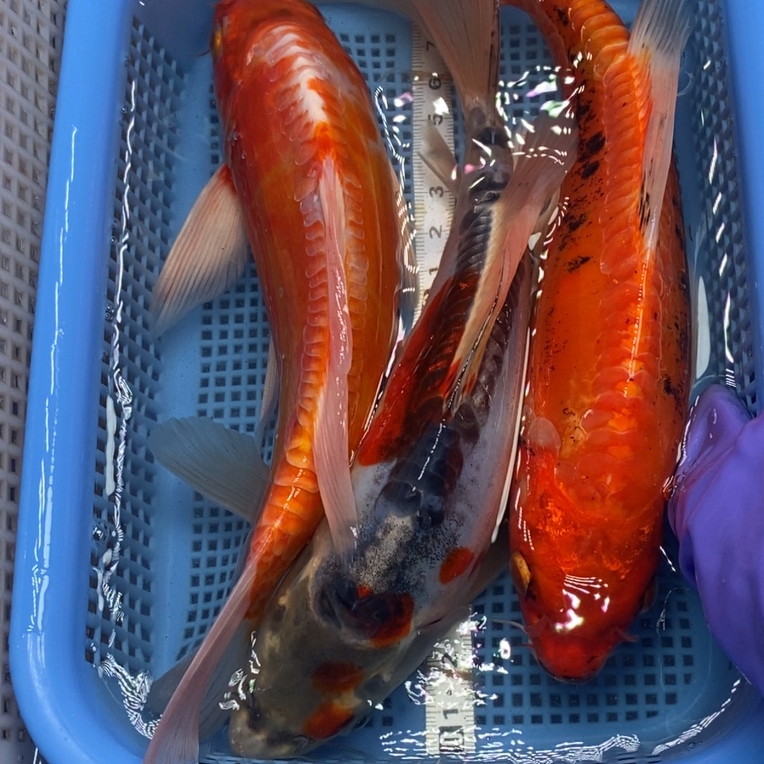 锦鲤冷水锦鲤包邮