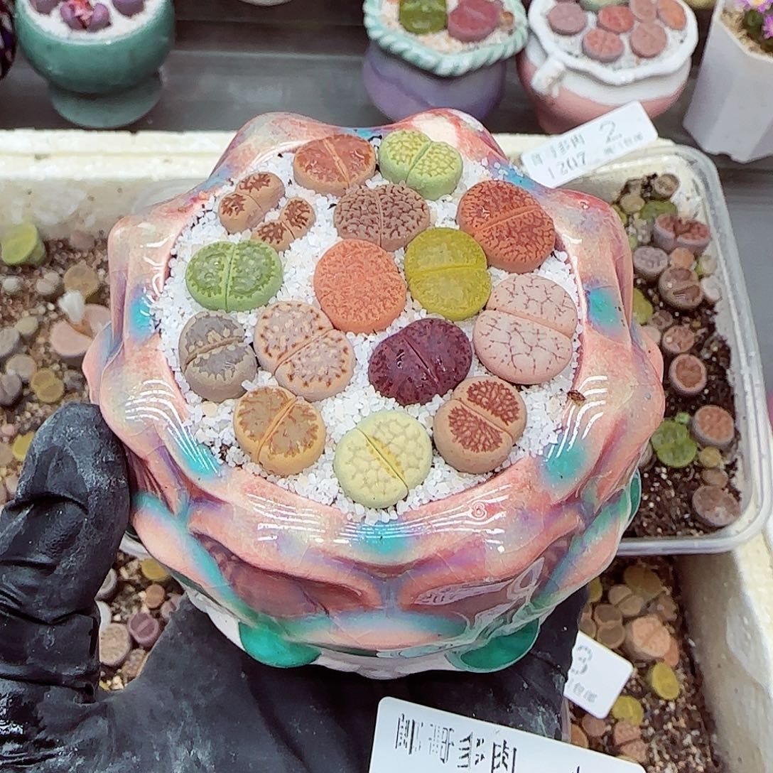 生石花满18包邮1207-4