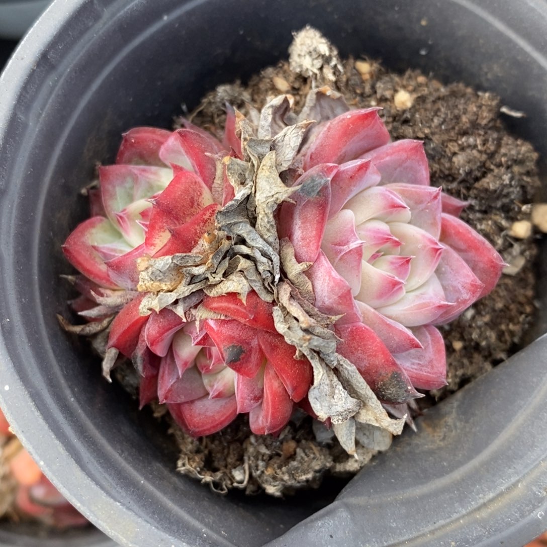 自助下单一物一拍_过年可寄养问主播