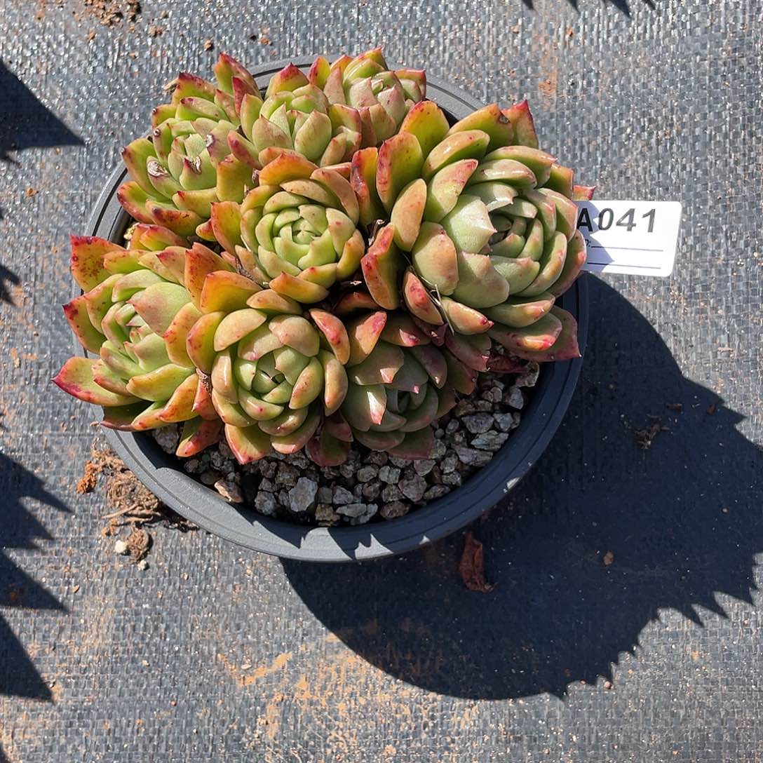 若如东云单拍A041