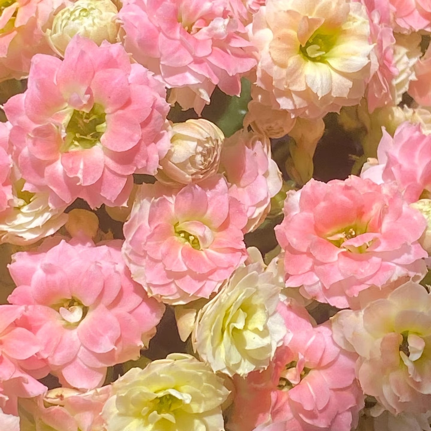 棉花糖 重瓣长寿带花苞 昊景130口径盆