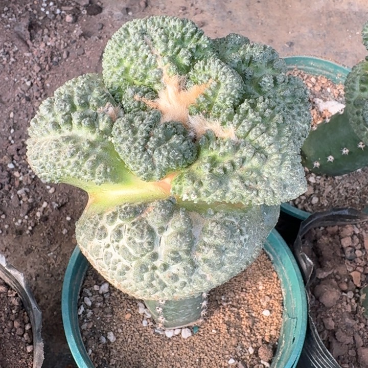 717大尤哥斯拉牡丹