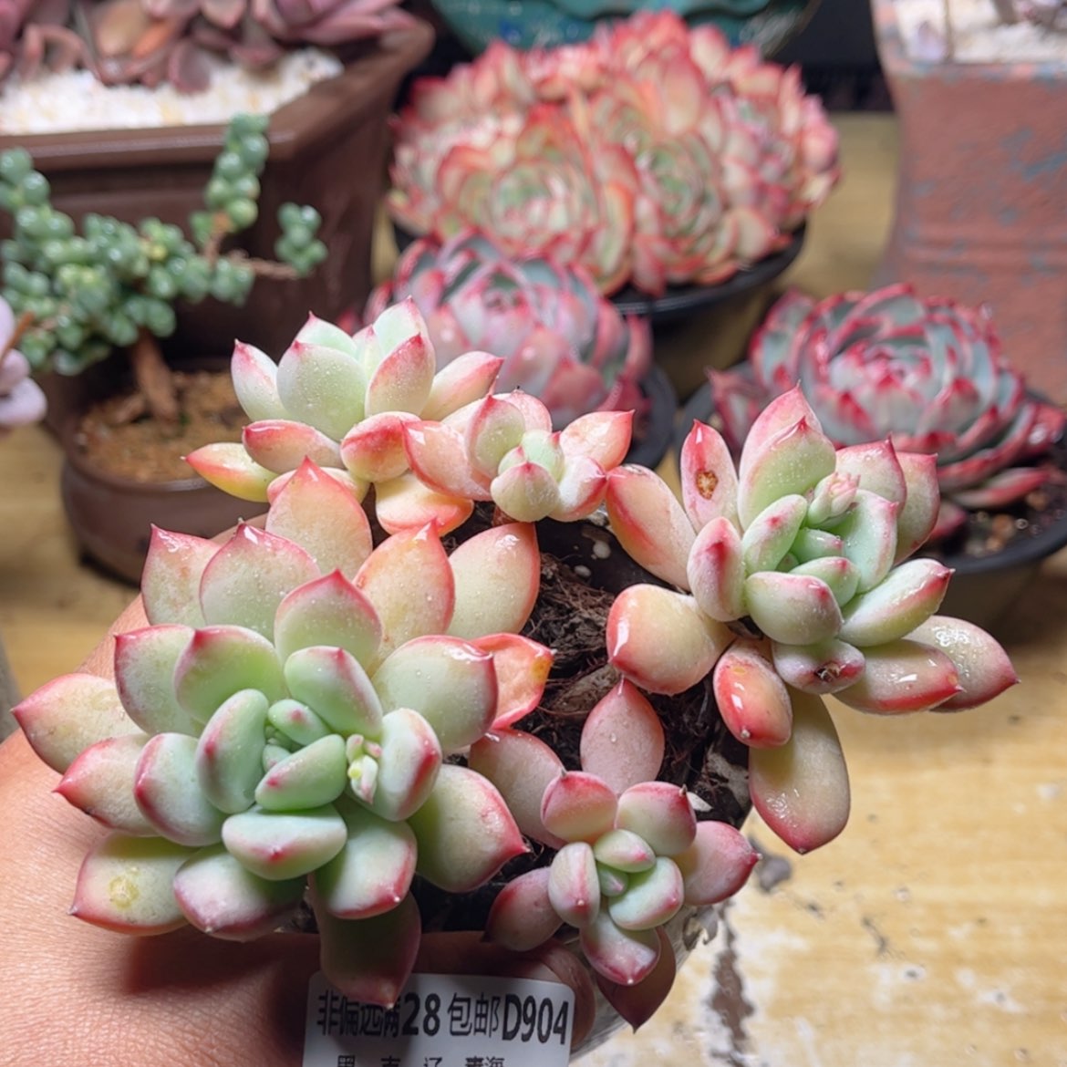 【闪购商品】904蜜糖美人