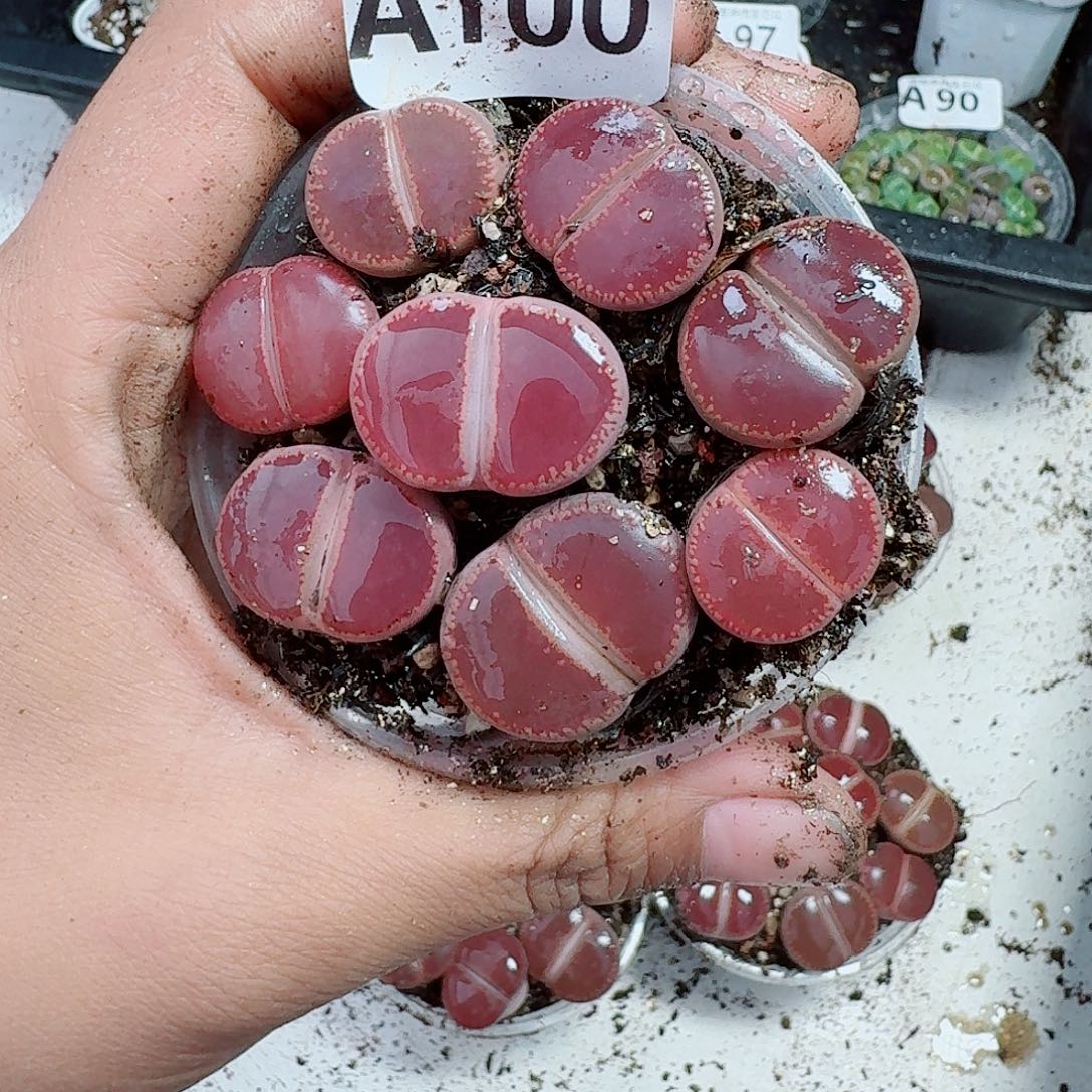 100多肉植物多肉植物
