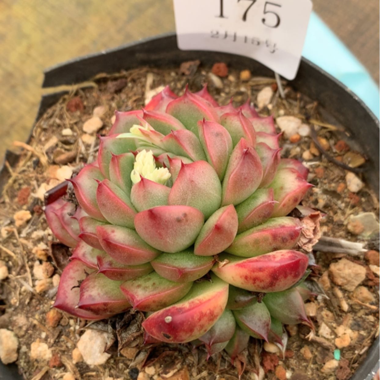 【闪购商品】云175