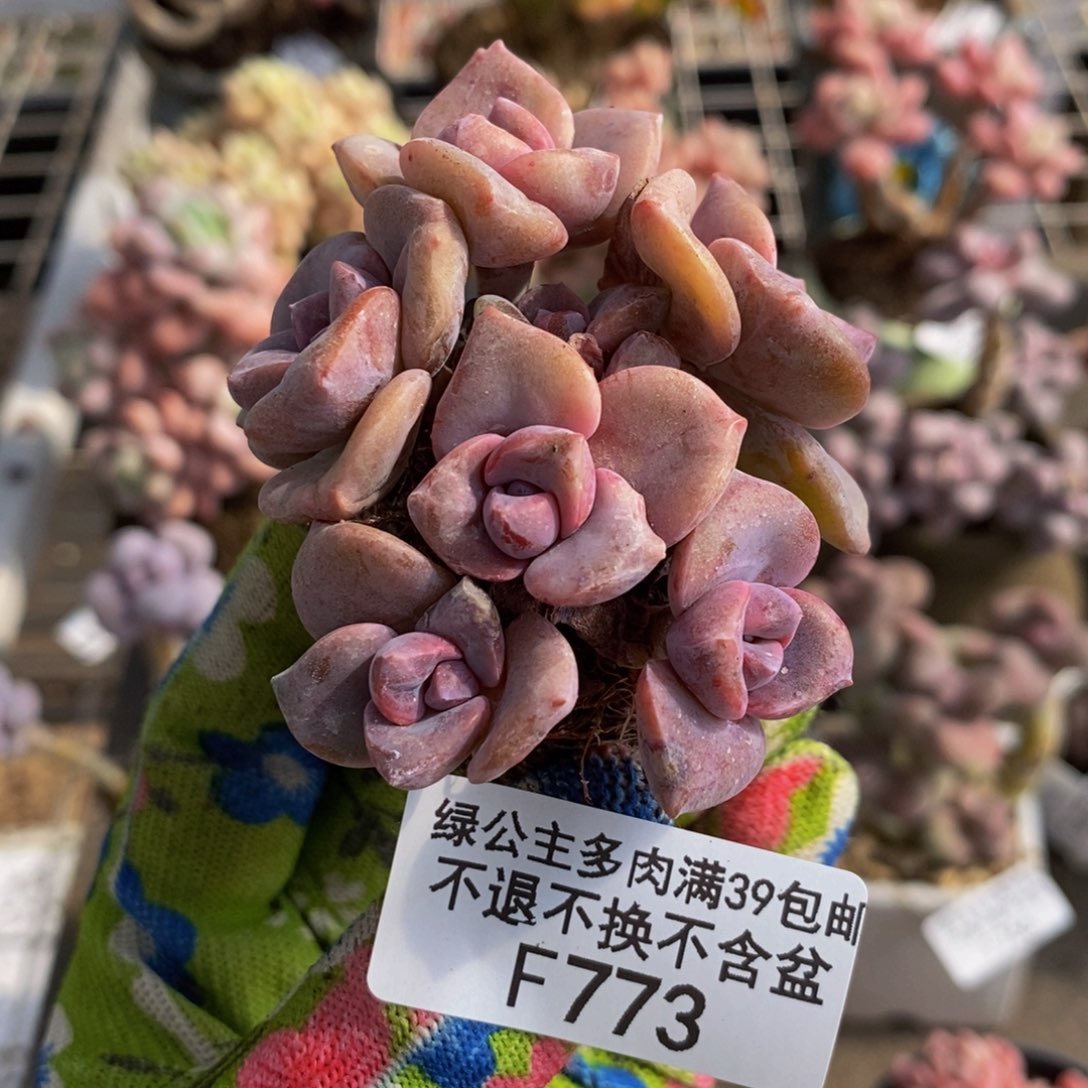  彩虹糖773:6cm多肉