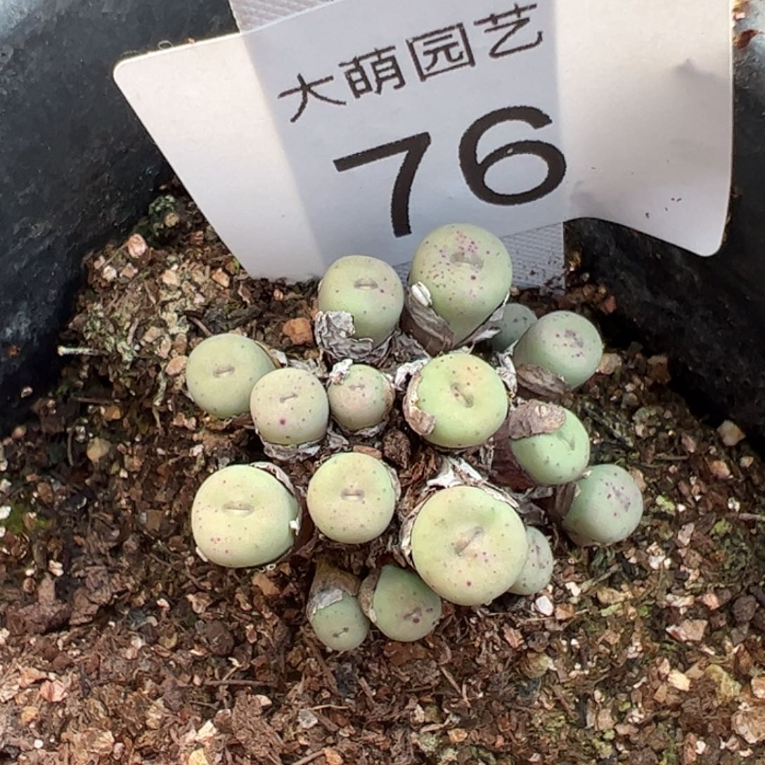 一物一拍脱土发76