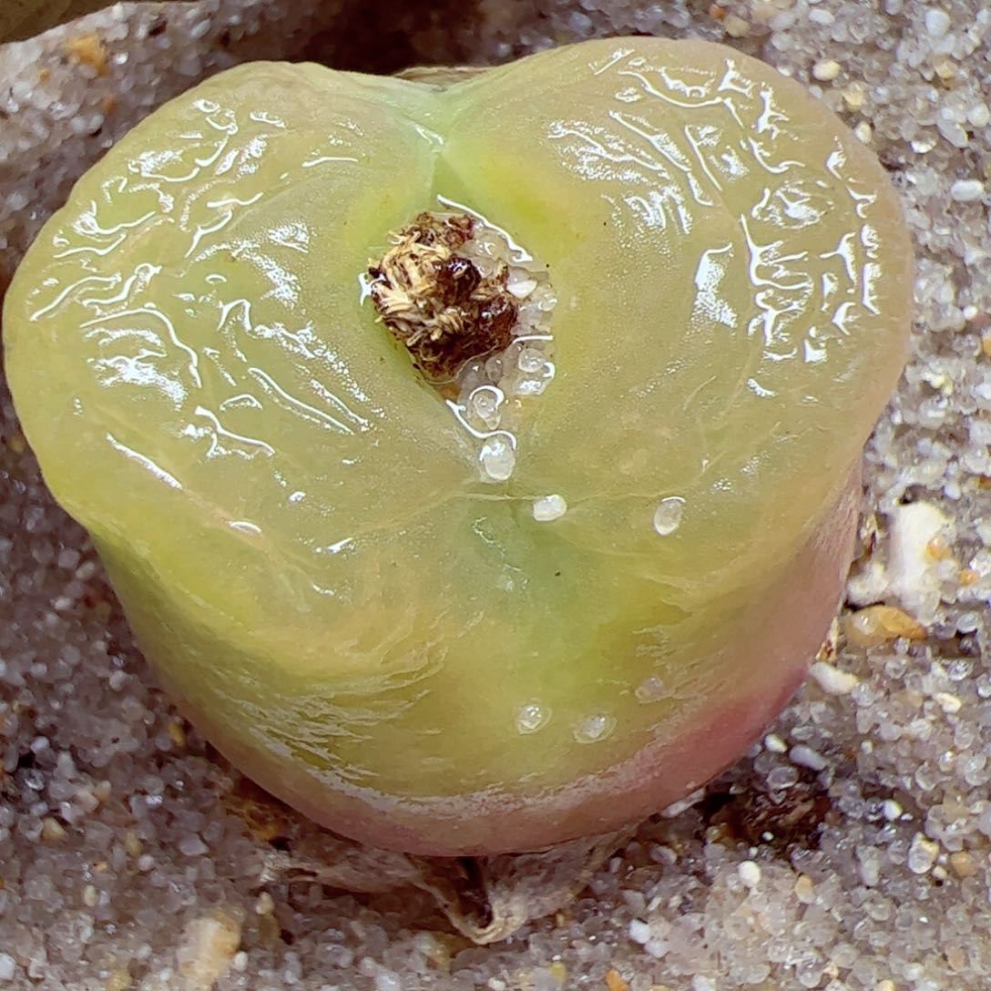 115 优秀的肉肉46