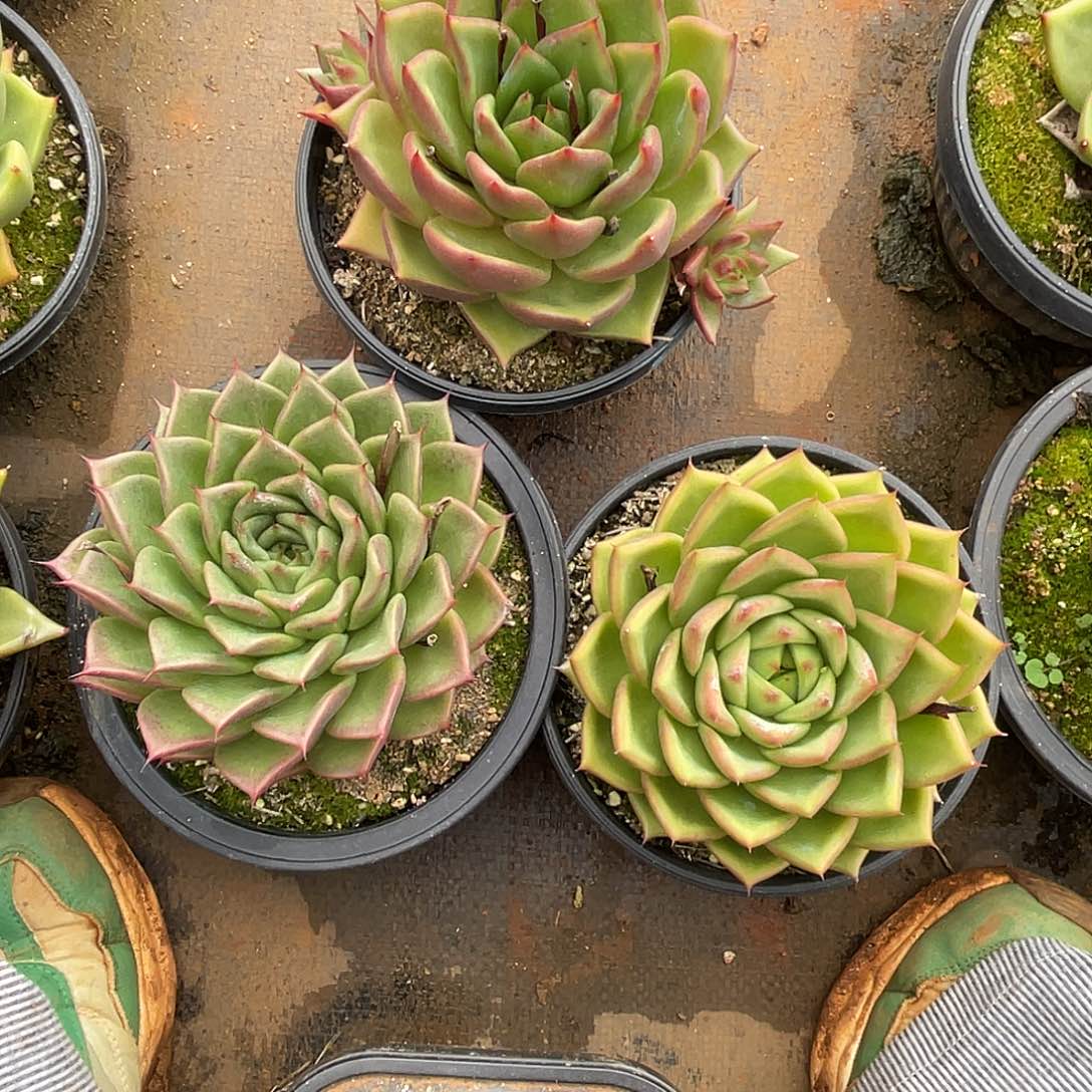 若如东云筐拍A378