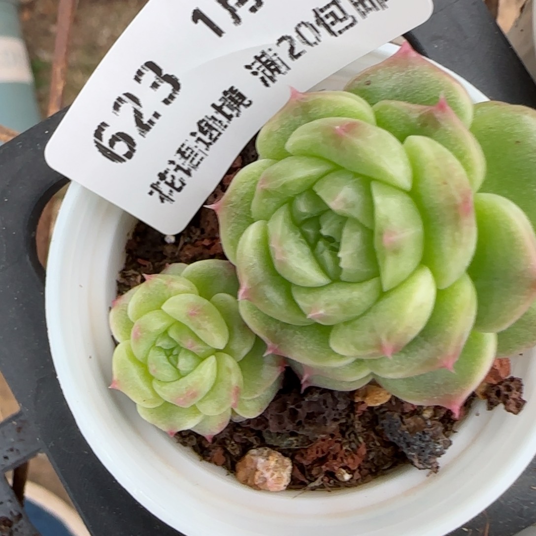 花语逸镜0129-623