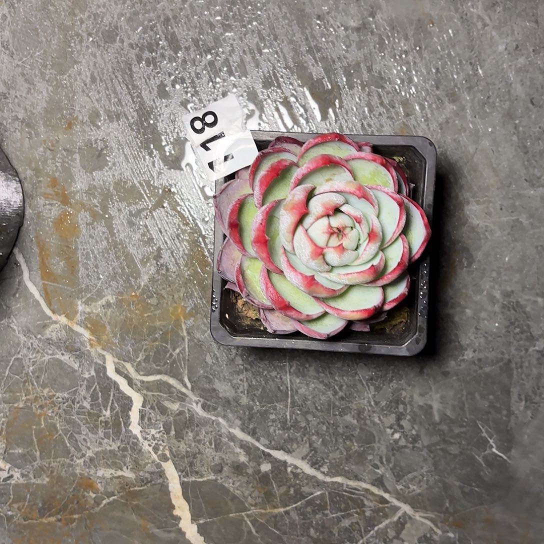 溺***.118惊鸿一颗包邮包邮