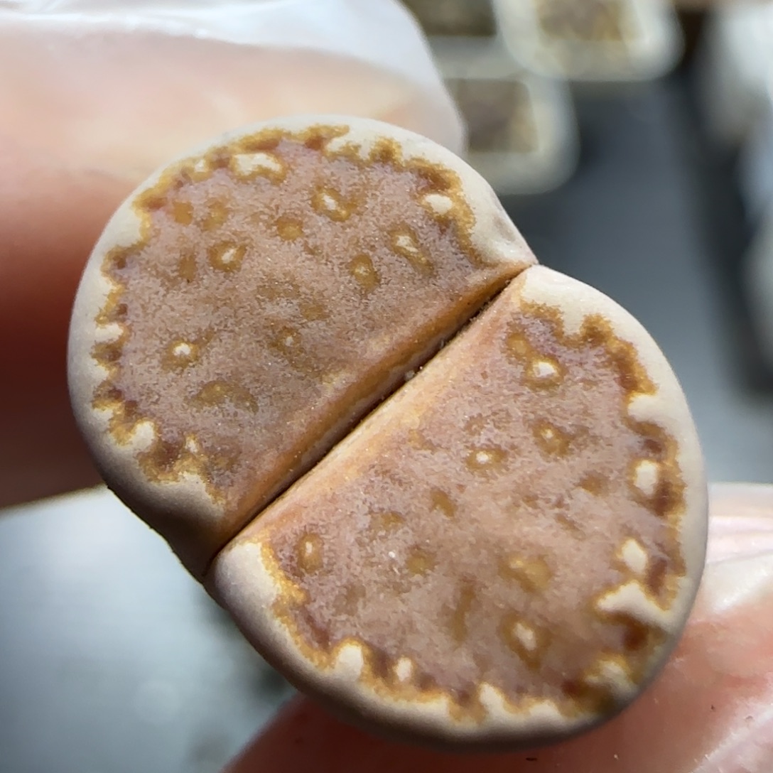 11.2。福利C63饼干。5089