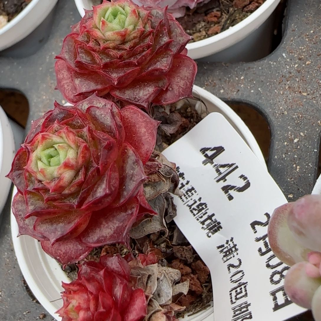 花语逸镜0208-442