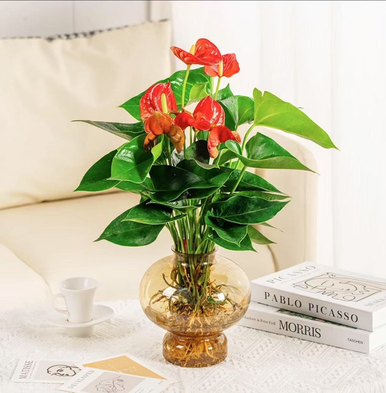 （新疆包邮）带花发货水培红掌室内客厅盆栽好养美观四季开花