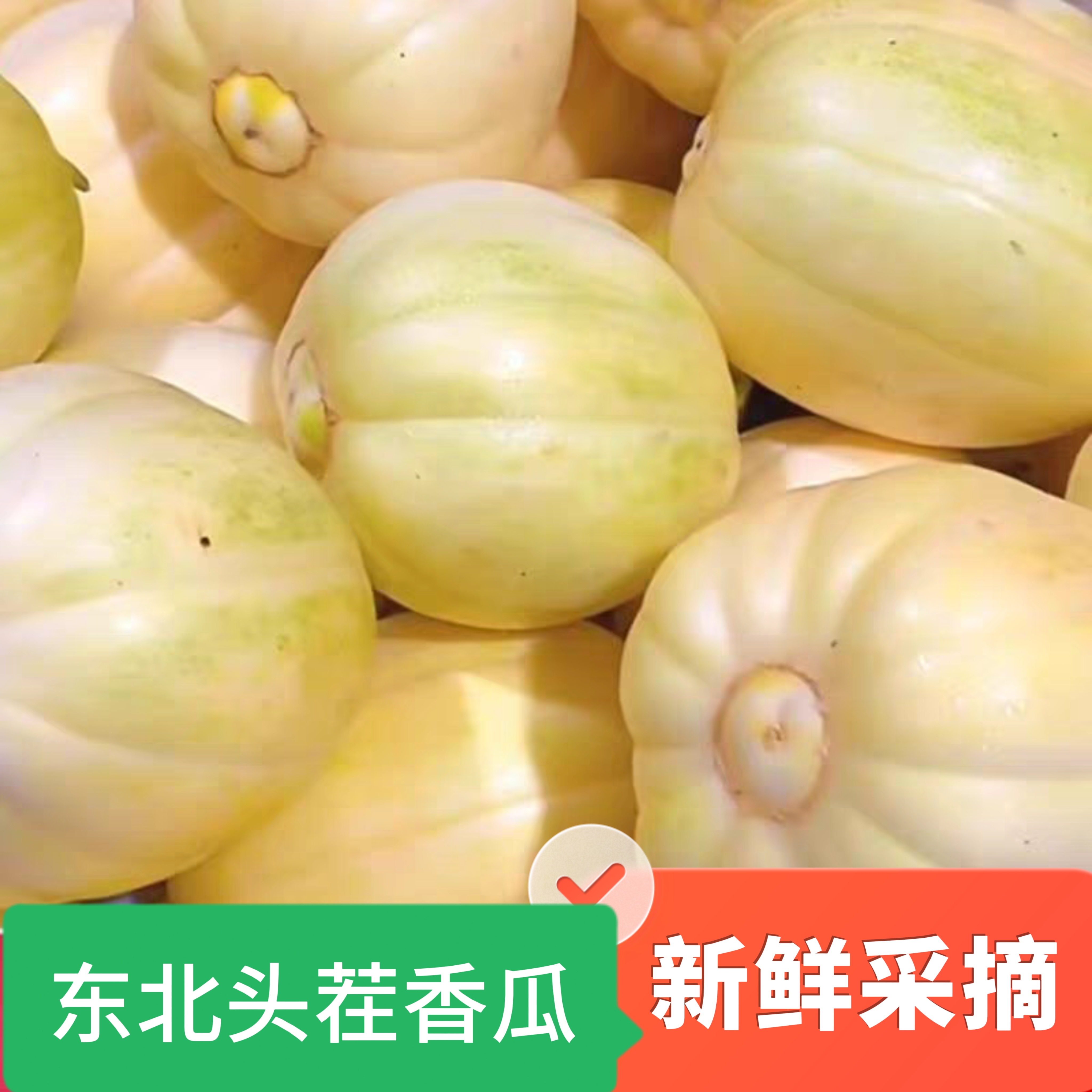 东北大地香瓜京蜜金飞新鲜采摘发顺丰包邮