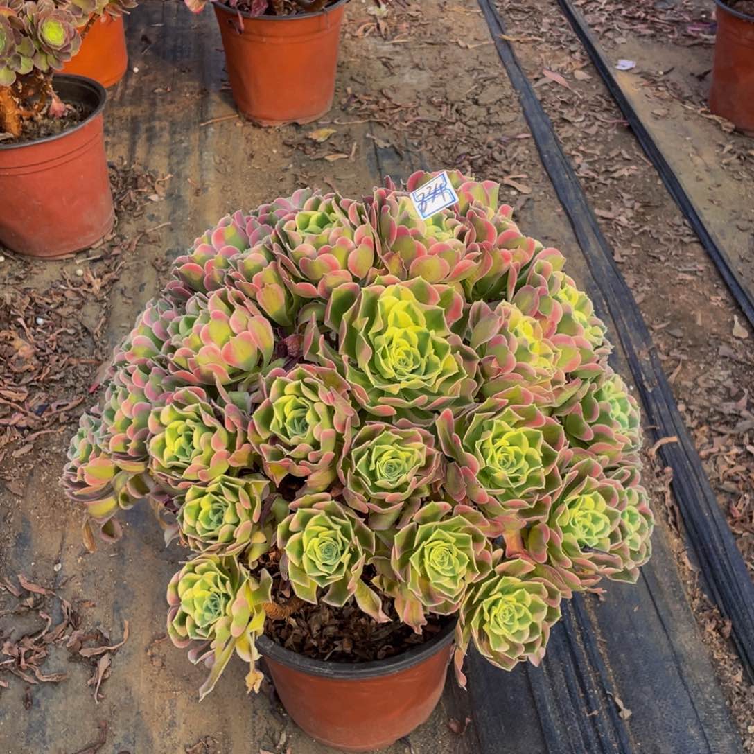 834鲜花老桩蛋卷鲜花老桩