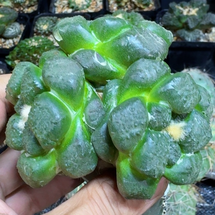 福利苗接3头连山841