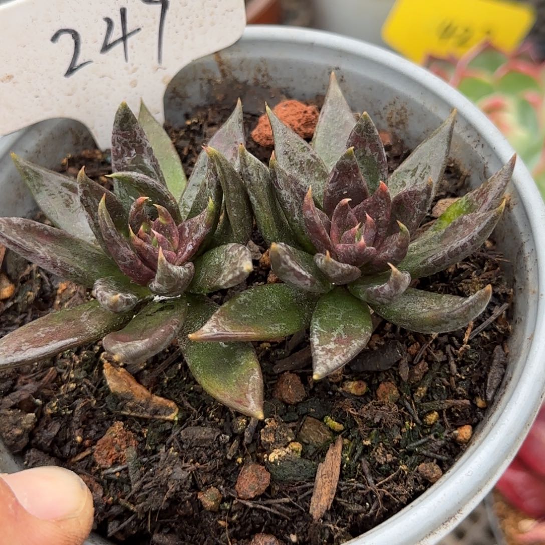 黑骑士惊鸿一物一拍包装收缩花旱