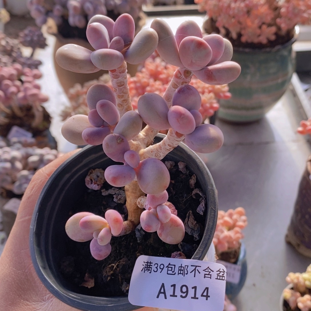 桃蛋树老桩1914多肉植物