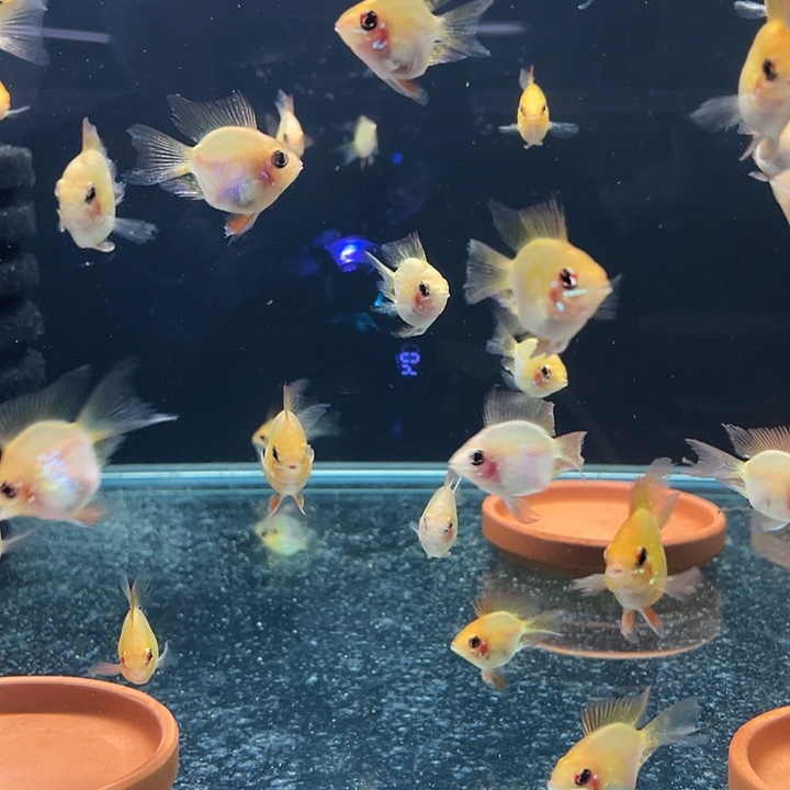 短鲷鱼每日福利金波子压成5条
