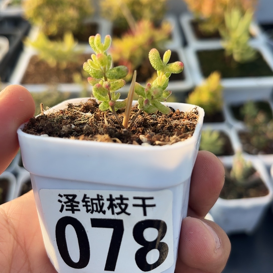 078枝干番杏双头花斑露