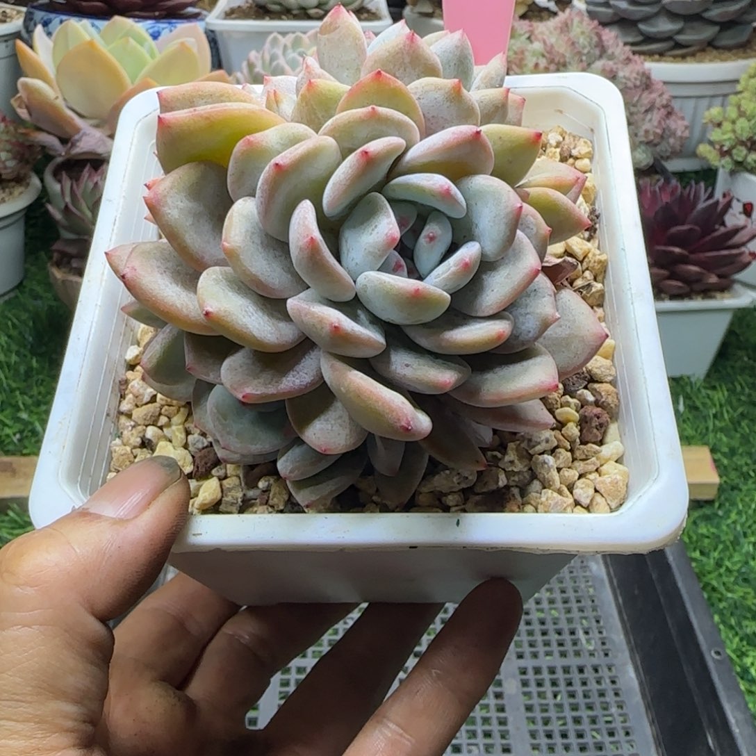 锦安精品多肉植物277