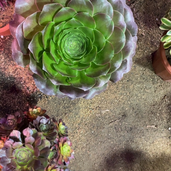 简***乐魅金玫瑰597多肉植物官服25