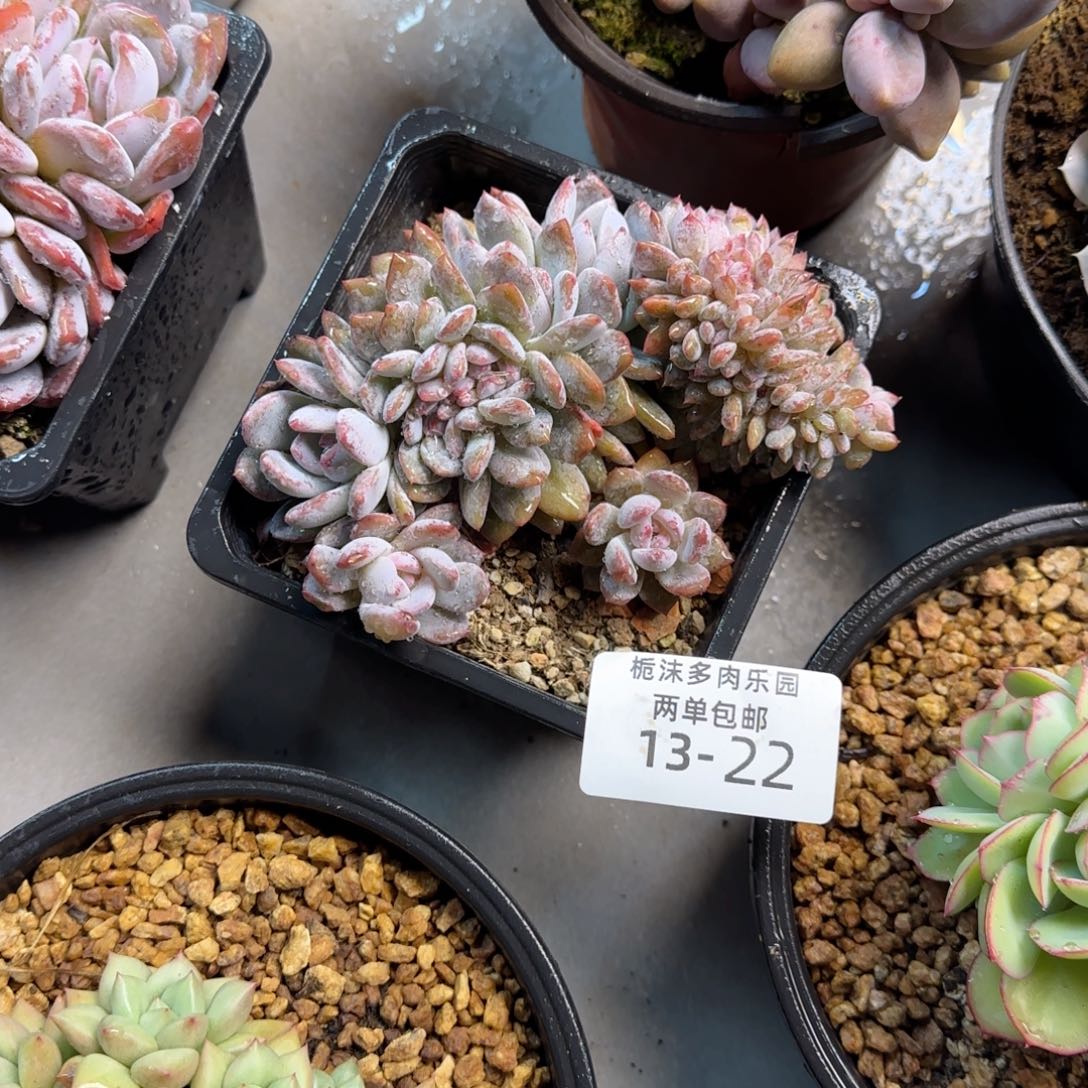 莉***莉13-22橙梦露缀多肉植物