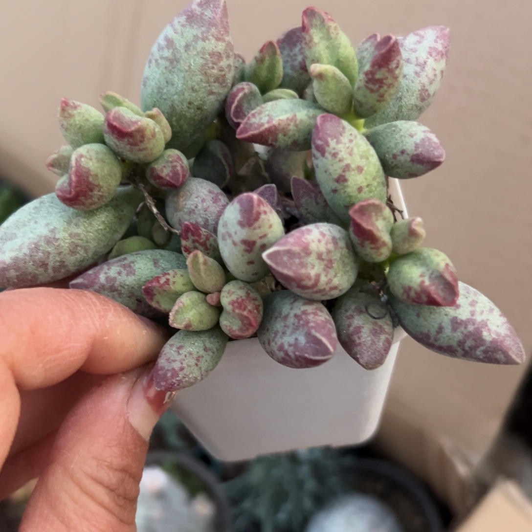 多肉植物艾薇儿水泡