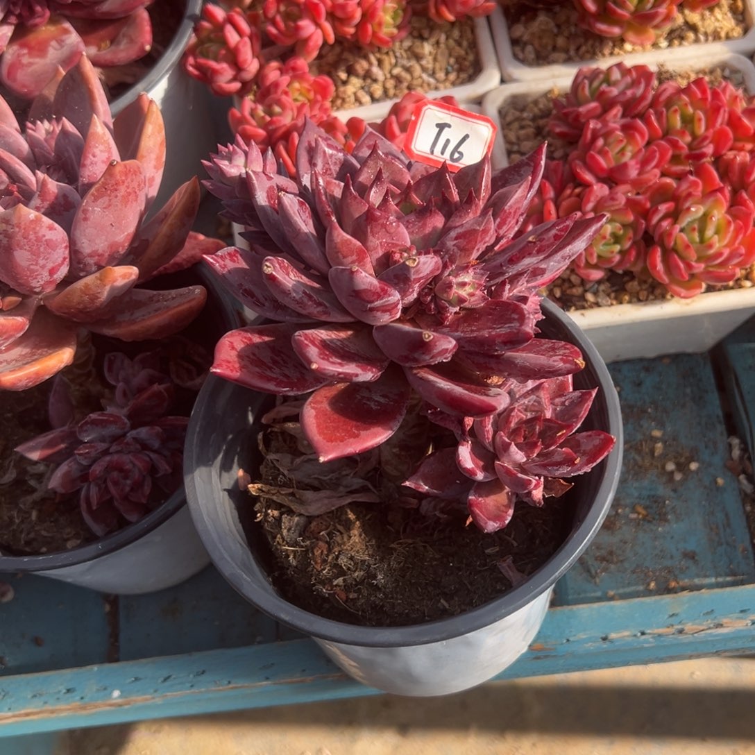 C***彦精品多肉植物老桩