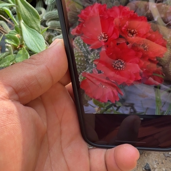 ****ɞ白檀仙人掌497白檀侧芽