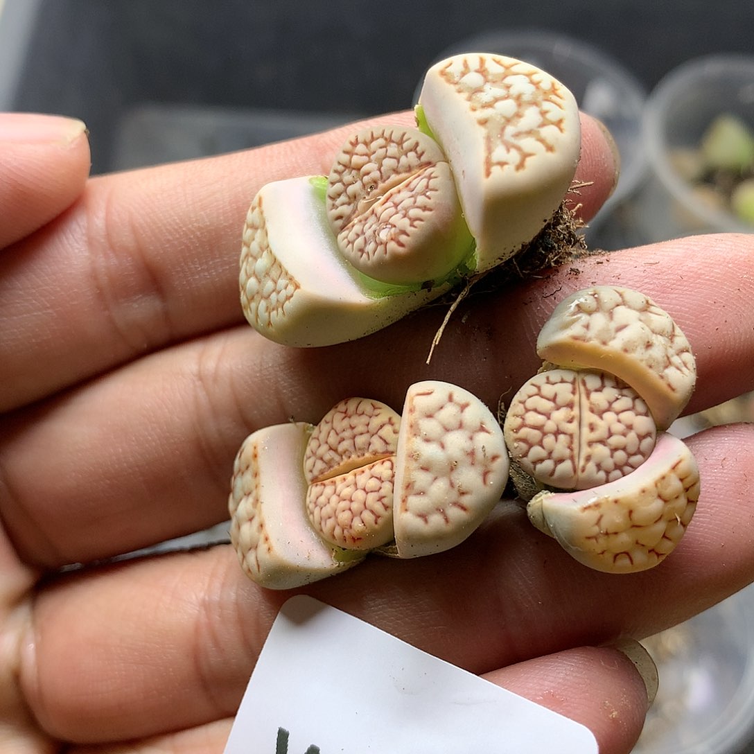 W249多肉植物保护