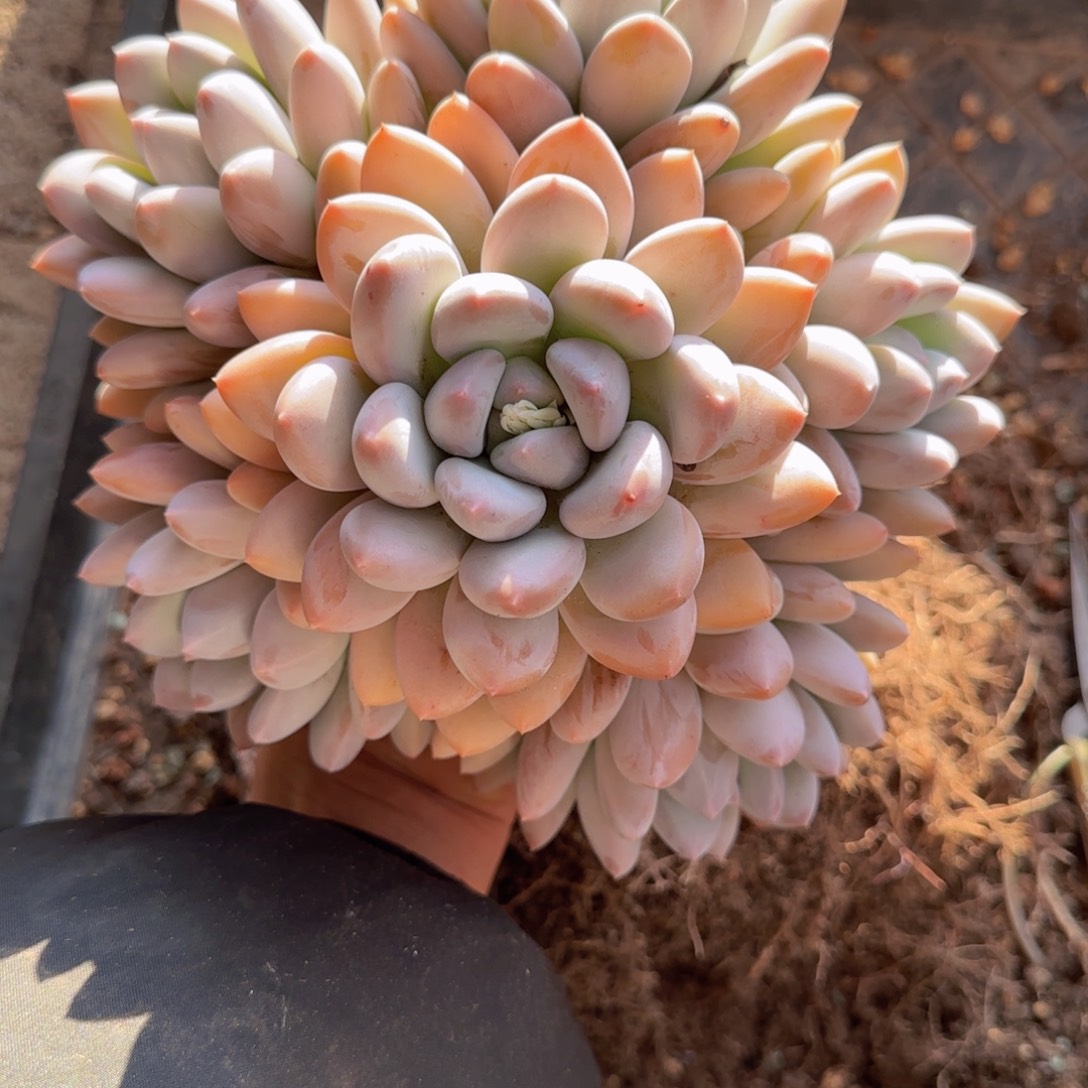 多肉植物多肉多肉1