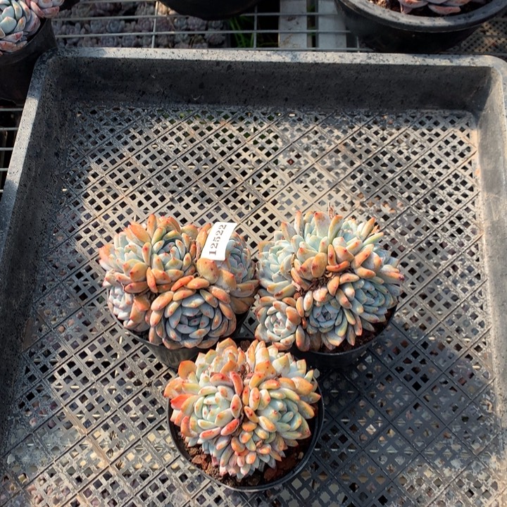 12522三个嗯嗯嗯嗯嗯嗯嗯嗯好