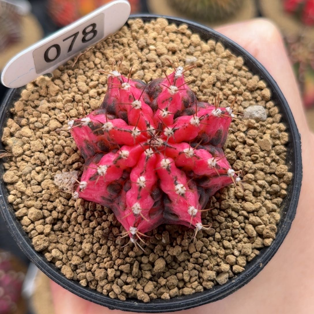 黑红海神锦 米哈仙人球