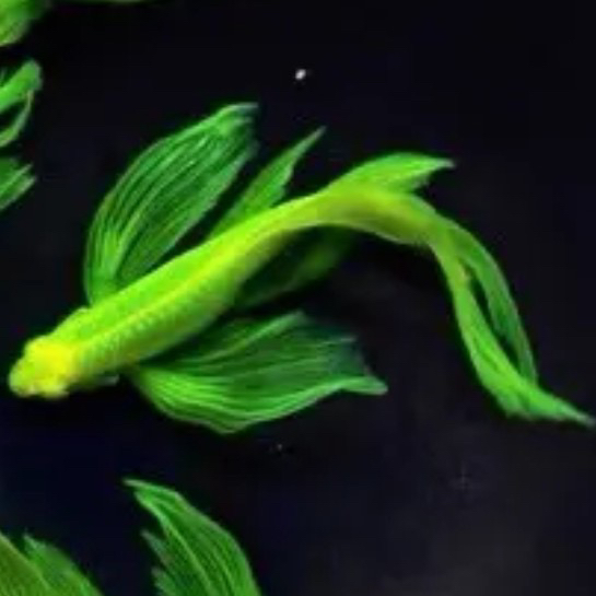 小型热带鱼皮实好养蝶翼斑马鱼绿翡翠龙凤种鱼