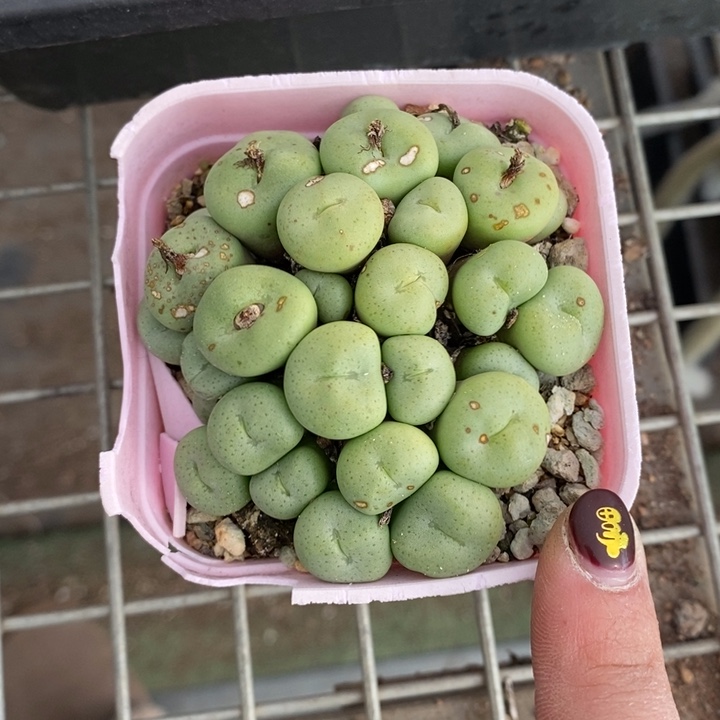 伯克利和他女朋友在一起的时候