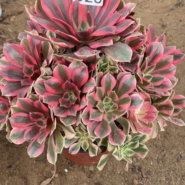 无花朵528女妖多肉植物