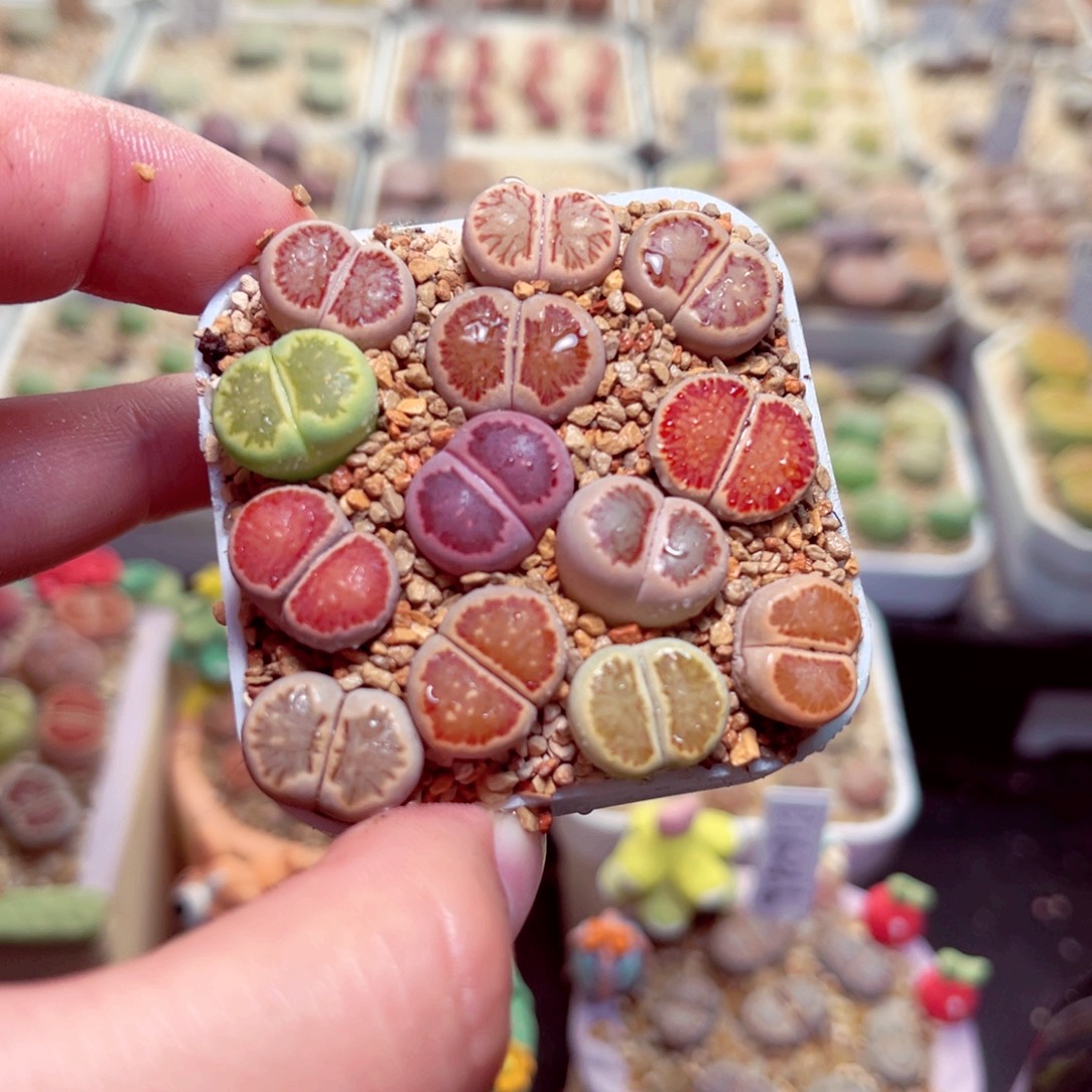 218号带盆盆包邮发货