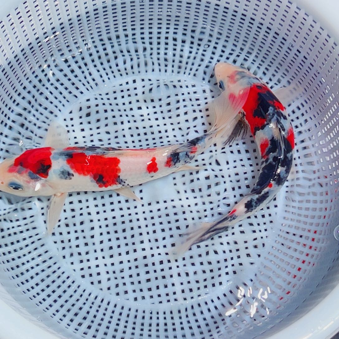 锦鲤锦鲤观赏鱼1111