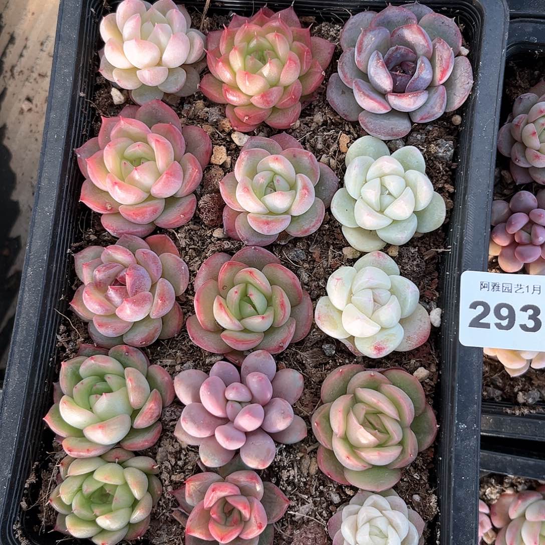 阿雅园艺。      293