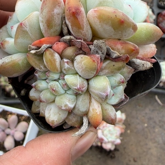 396星影缀多肉植物多