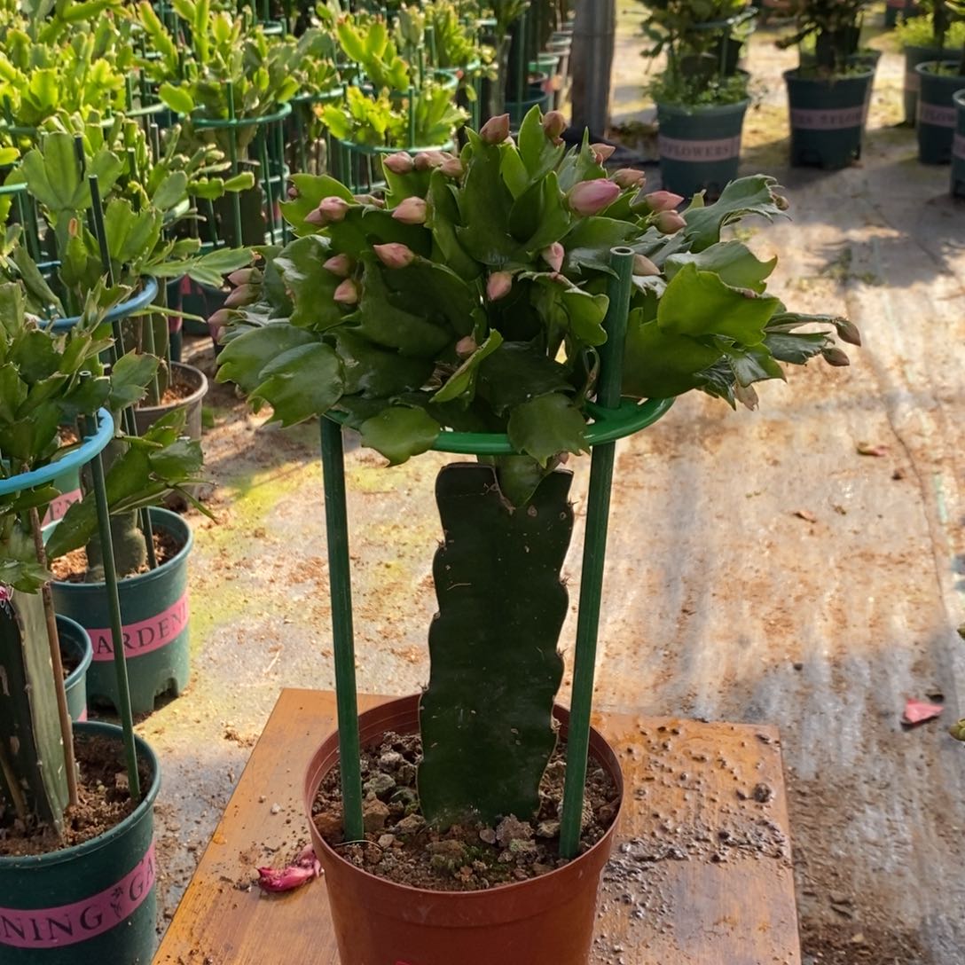 无花朵978嫁接073