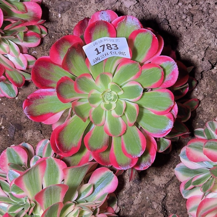 1783红女郎多肉植物